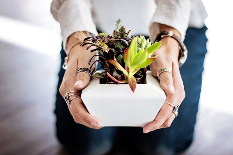 Plastic Bottle Planters